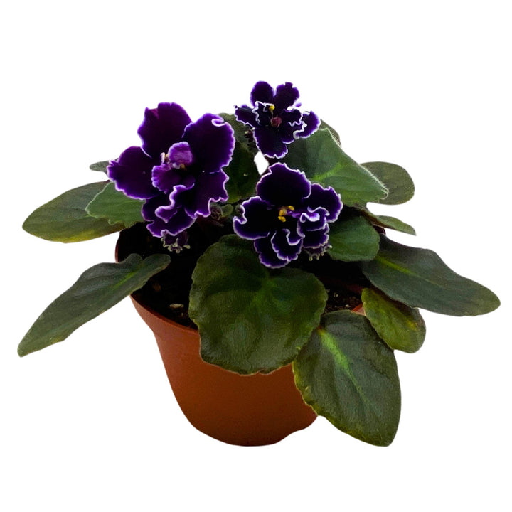 Edge of Darkness African Violet Saintpaulia 4 inch