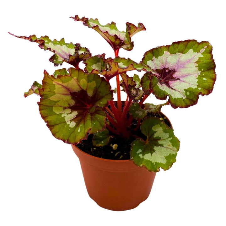 Begonia Rex Harmony's Green Phantom 4 inch