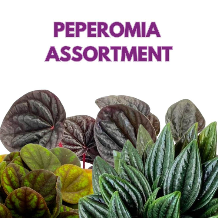 Peperomia Assortment Set of 3 in 3 inch pots Growers Choice Colorful Ripple Peps