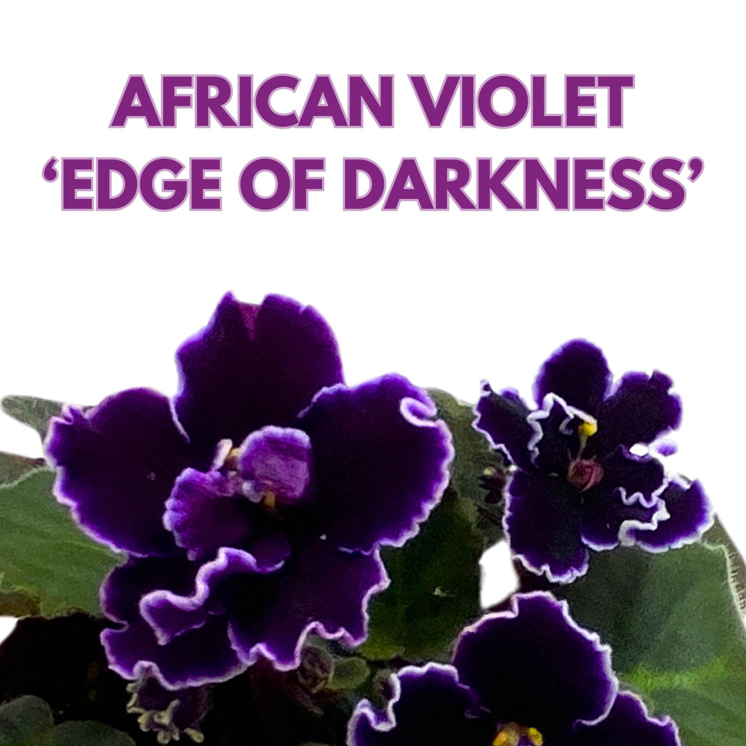 Edge of Darkness African Violet Saintpaulia 4 inch