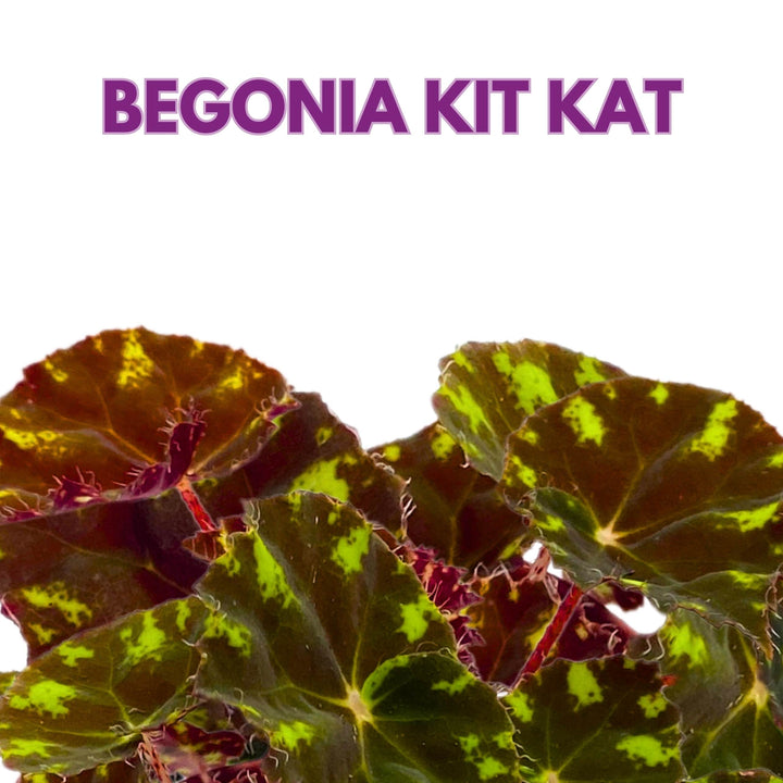 Begonia Kit Kat 6 inch Rhizomatous