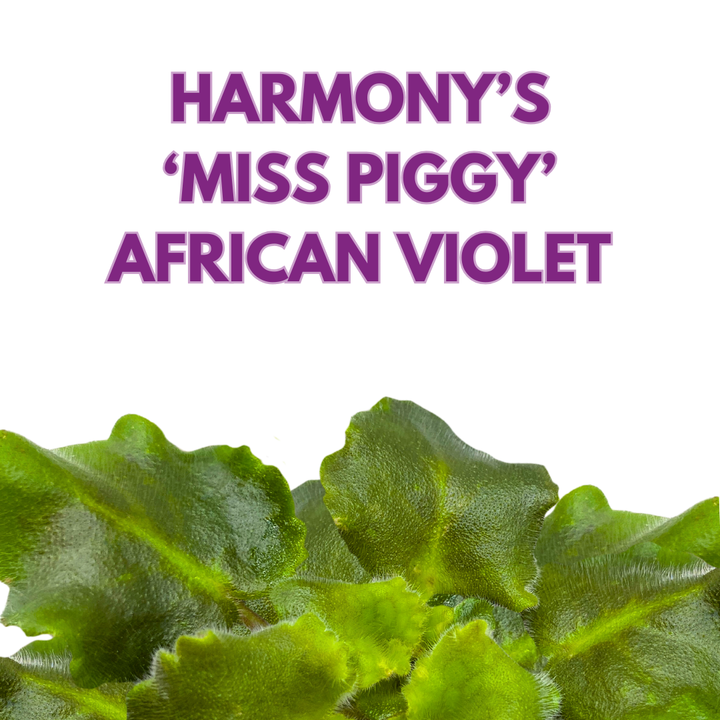 African Violet Harmony's Miss Piggy 4 inch Pink Ruffle