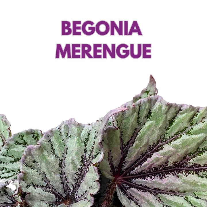 Begonia Rex Merengue in a 6 inch Pink Silver