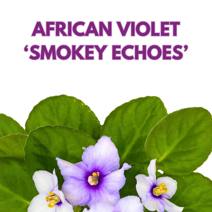 Smokey Echoes African Violet Saintpaulia 4 inch