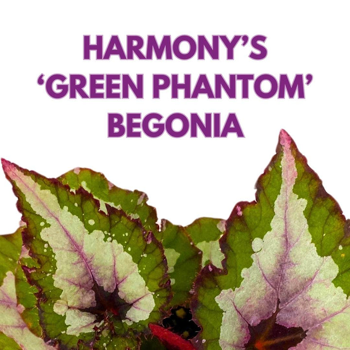 Begonia Rex Harmony's Green Phantom 4 inch