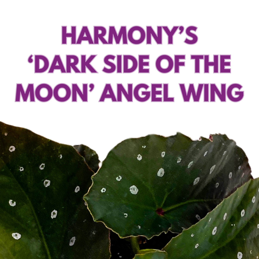 Harmony's Dark Side of the Moon Angel Wing Cane Begonia 4 inch