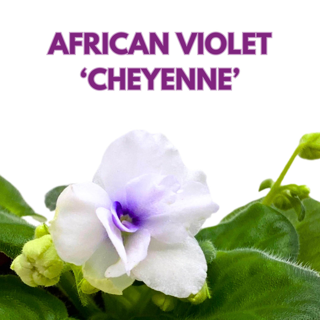 Cheyenne African Violet Saintpaulia 4 inch