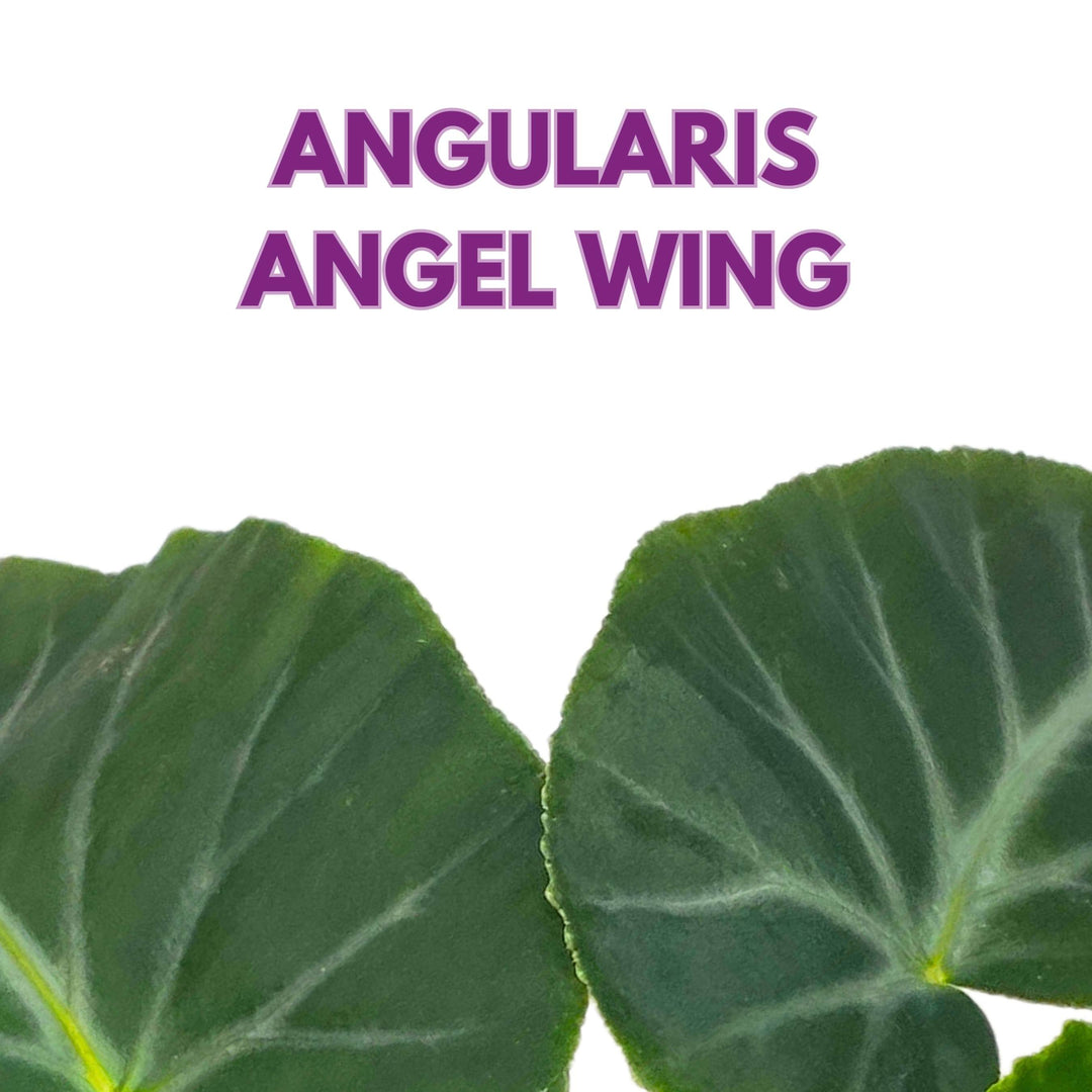 Angularis Angel Wing Cane Begonia 4 inch