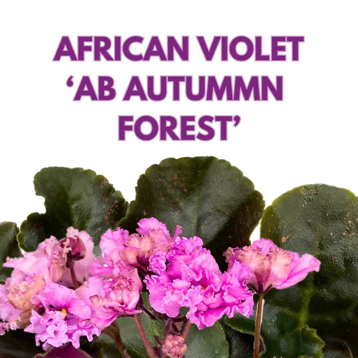 African Violet AB Autumn Forest 4 inch