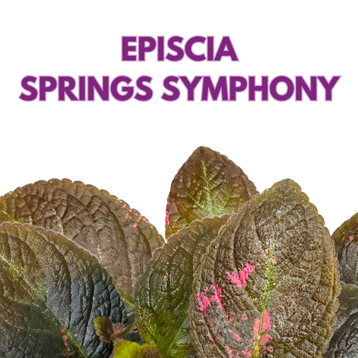 Episcia Spring's Symphony Flame Violet 6 inch