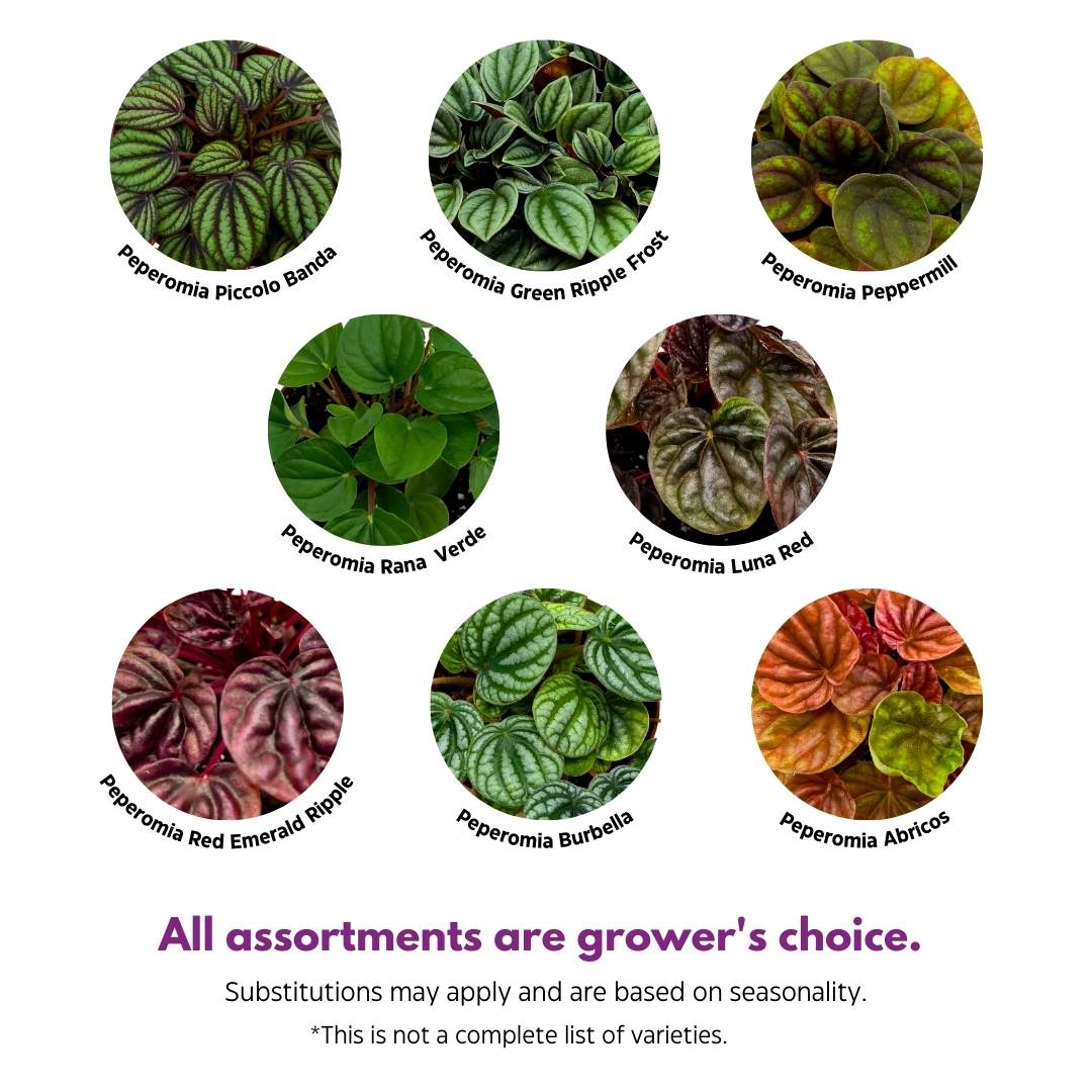 Peperomia Assortment Set of 3 in 3 inch pots Growers Choice Colorful Ripple Peps