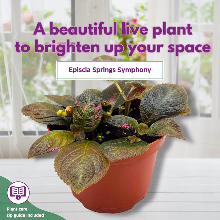 Episcia Spring's Symphony Flame Violet 6 inch