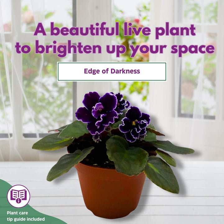 Edge of Darkness African Violet Saintpaulia 4 inch