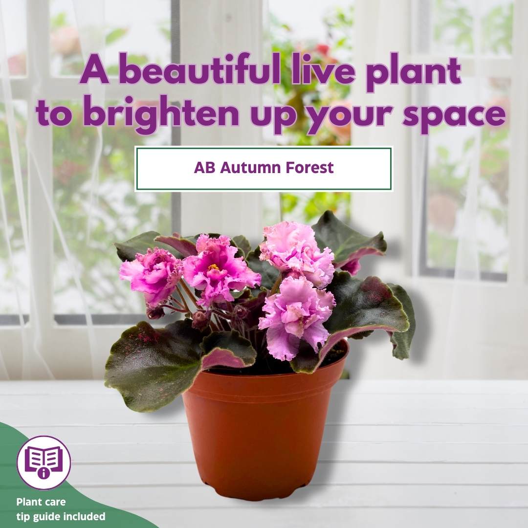 African Violet AB Autumn Forest 4 inch