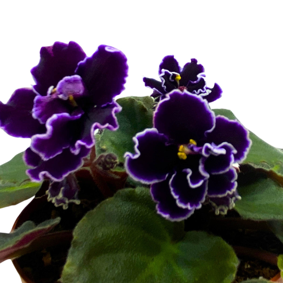 Edge of Darkness African Violet Saintpaulia 4 inch