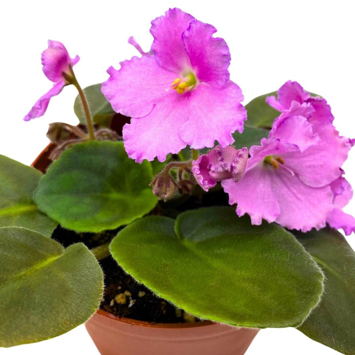 African Violet Heaven's-A-Calling, 4 inch White Flower Saintpaulia Gesneriads