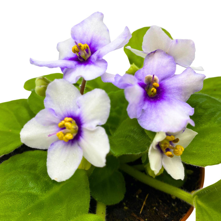 Smokey Echoes African Violet Saintpaulia 4 inch