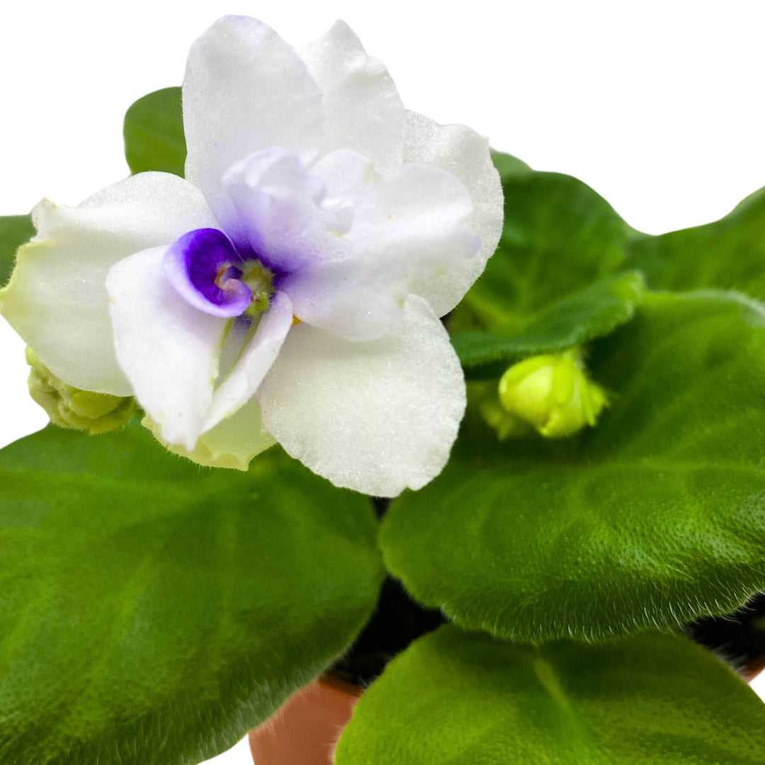 Cheyenne African Violet Saintpaulia 4 inch