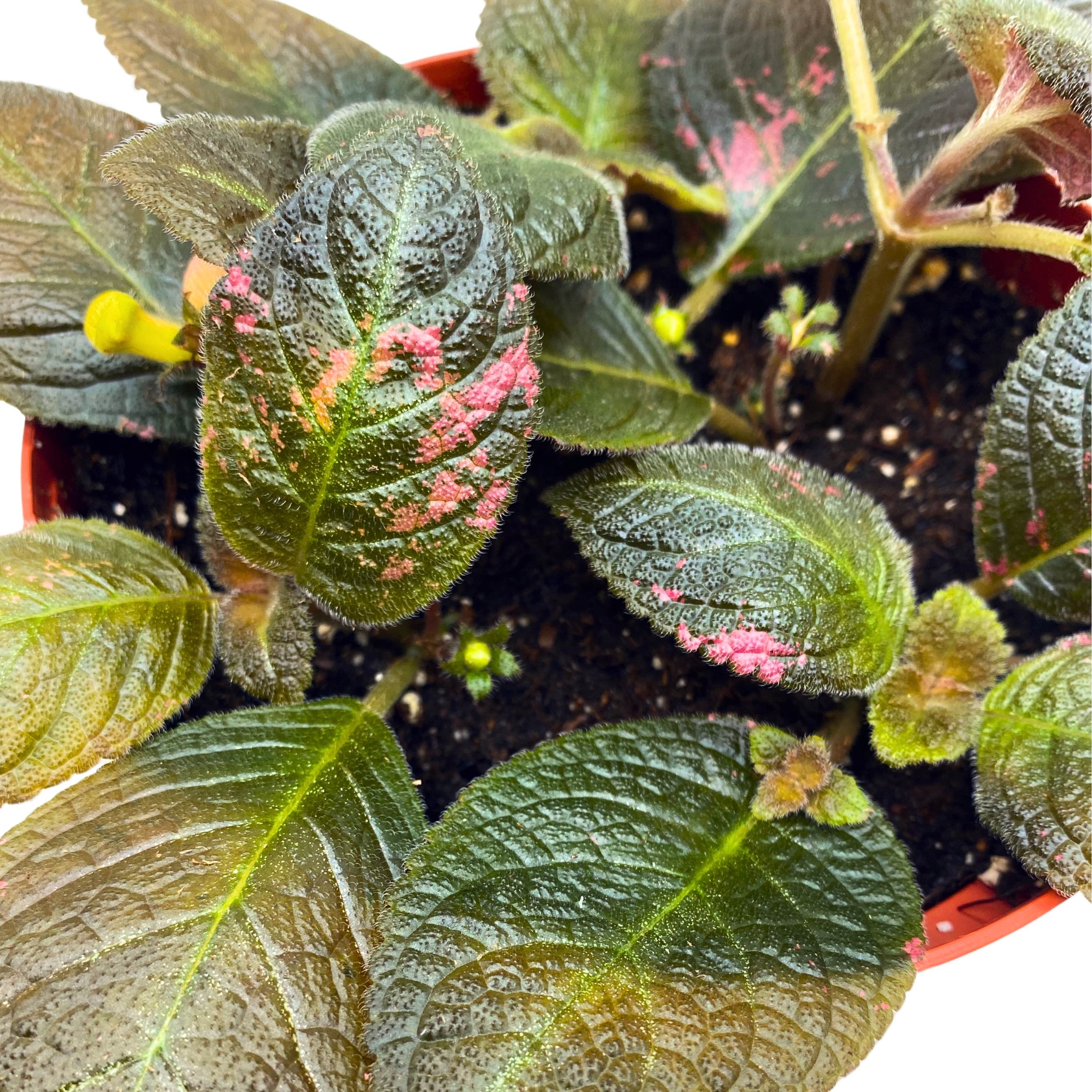 Episcia Spring's Symphony Flame Violet 6 inch – Harmony Foliage