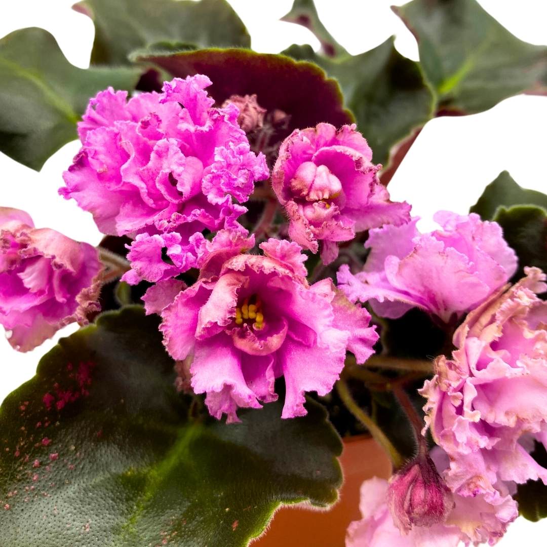 African Violet AB Autumn Forest 4 inch