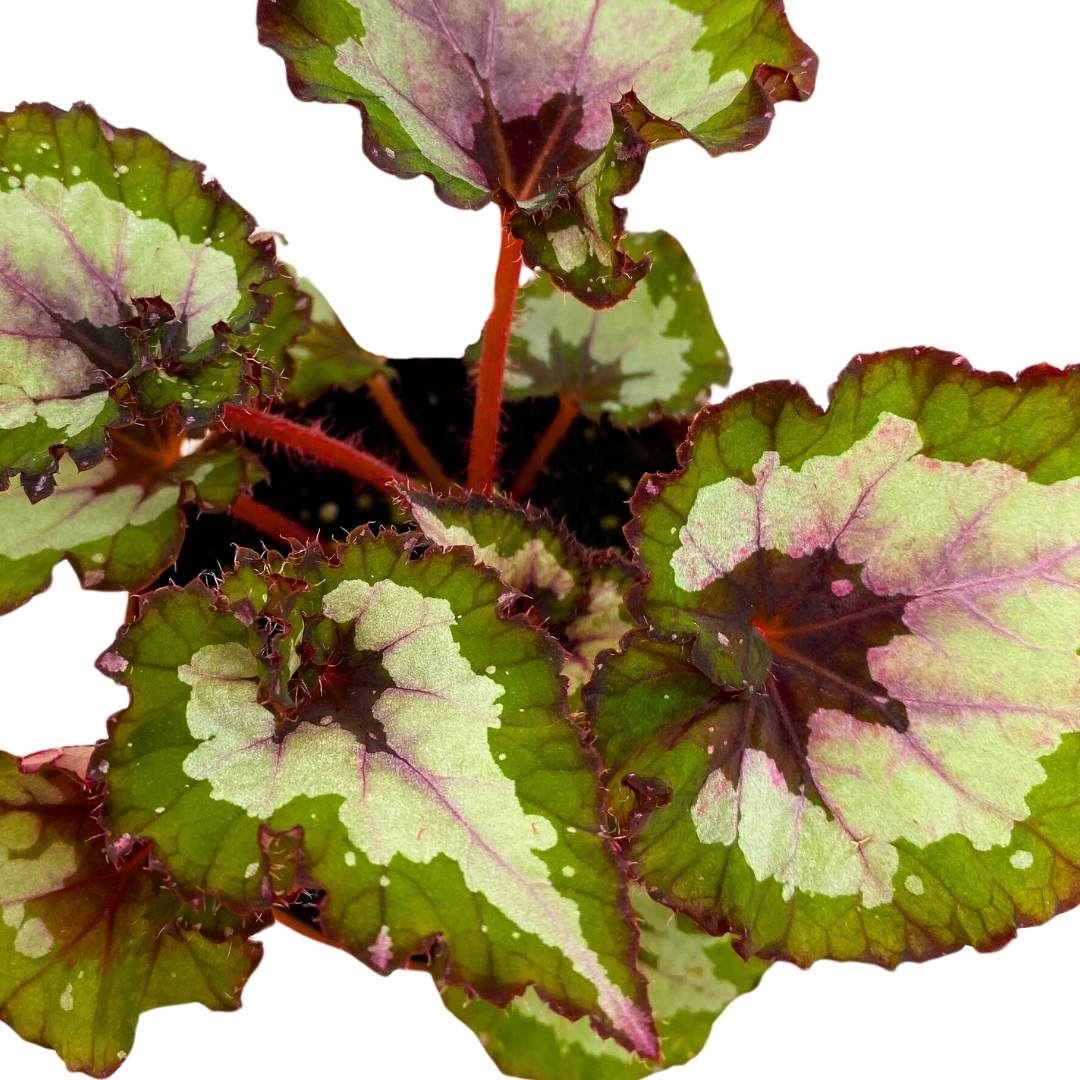 Begonia Rex Harmony's Green Phantom 4 inch