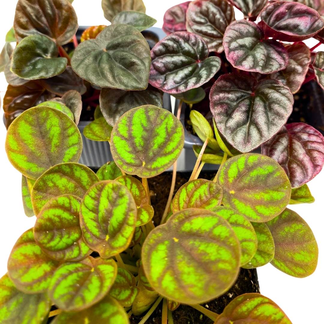 Peperomia Assortment Set of 3 in 3 inch pots Growers Choice Colorful Ripple Peps