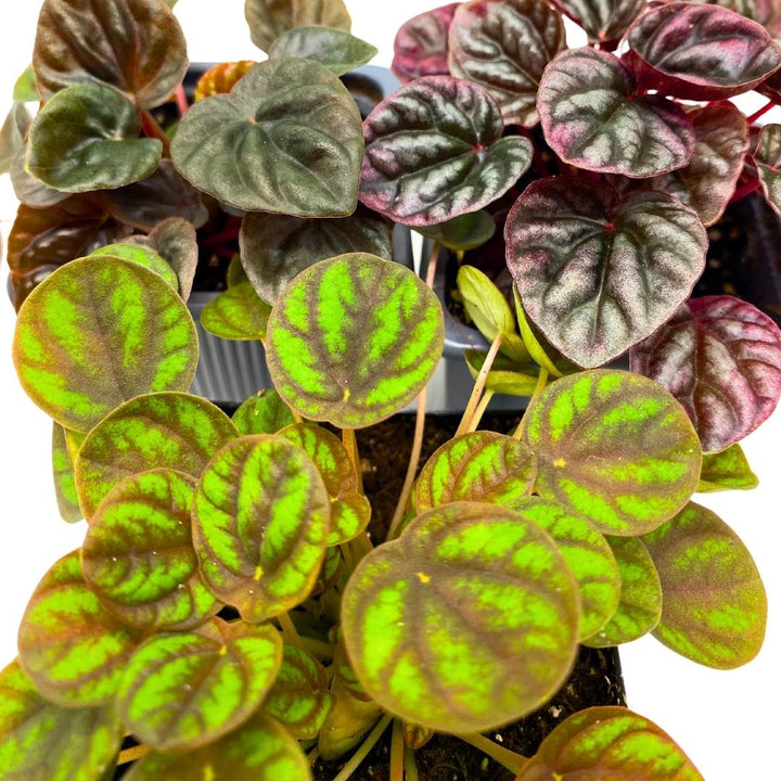 Peperomia Assortment Set of 3 in 3 inch pots Growers Choice Colorful Ripple Peps