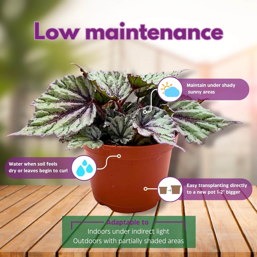 rex begonia potting mix Begonia Rex Merengue in a 6 inch Pink Silver – Harmony Foliage