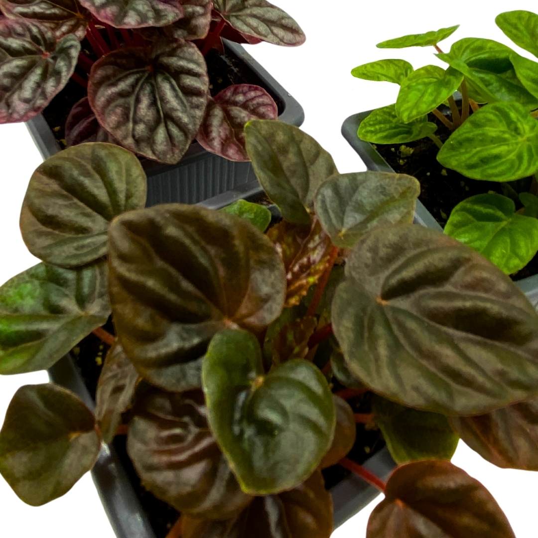 Peperomia Assortment Set of 3 in 3 inch pots Growers Choice Colorful Ripple Peps