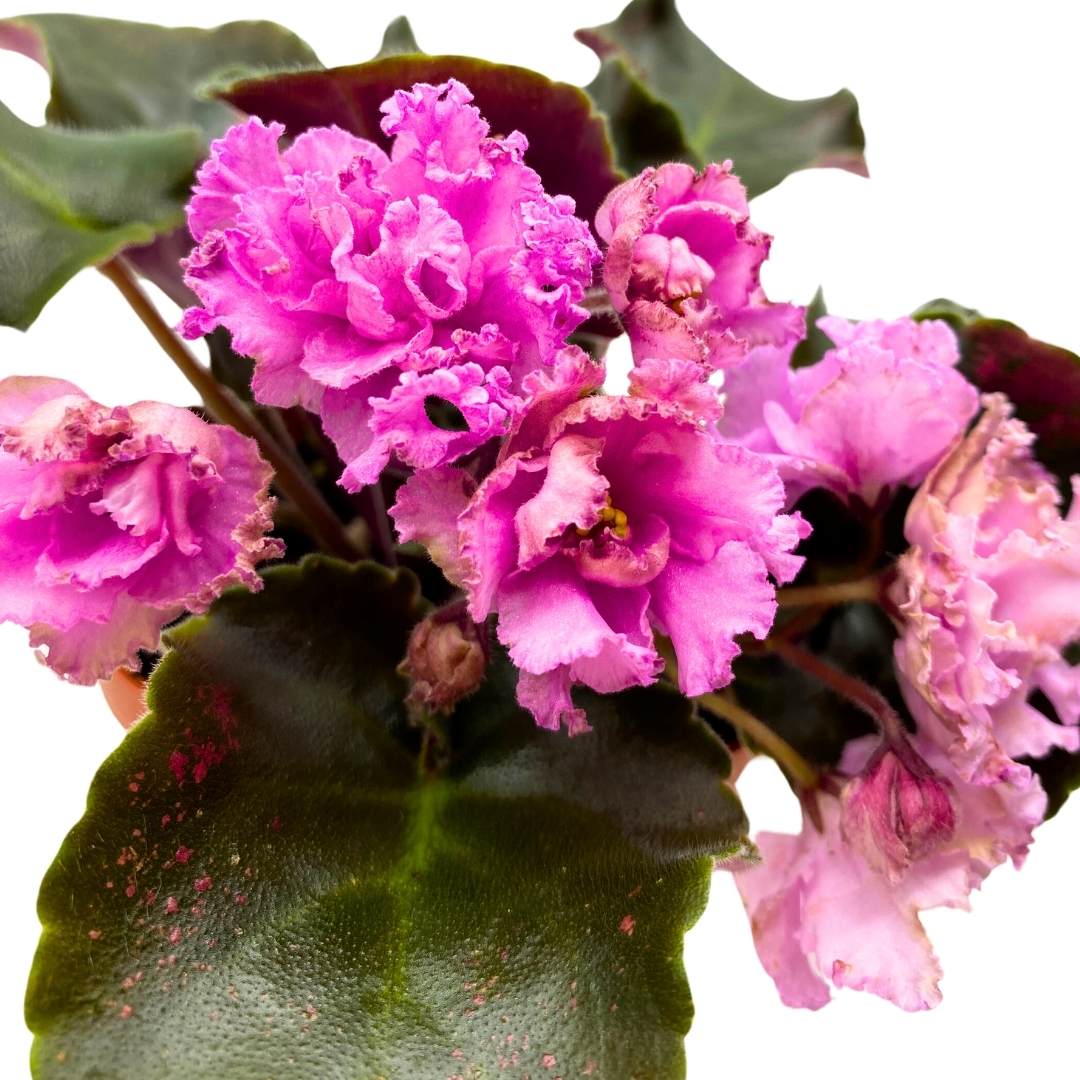 African Violet AB Autumn Forest 4 inch