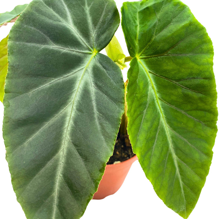 Angularis Angel Wing Cane Begonia 4 inch