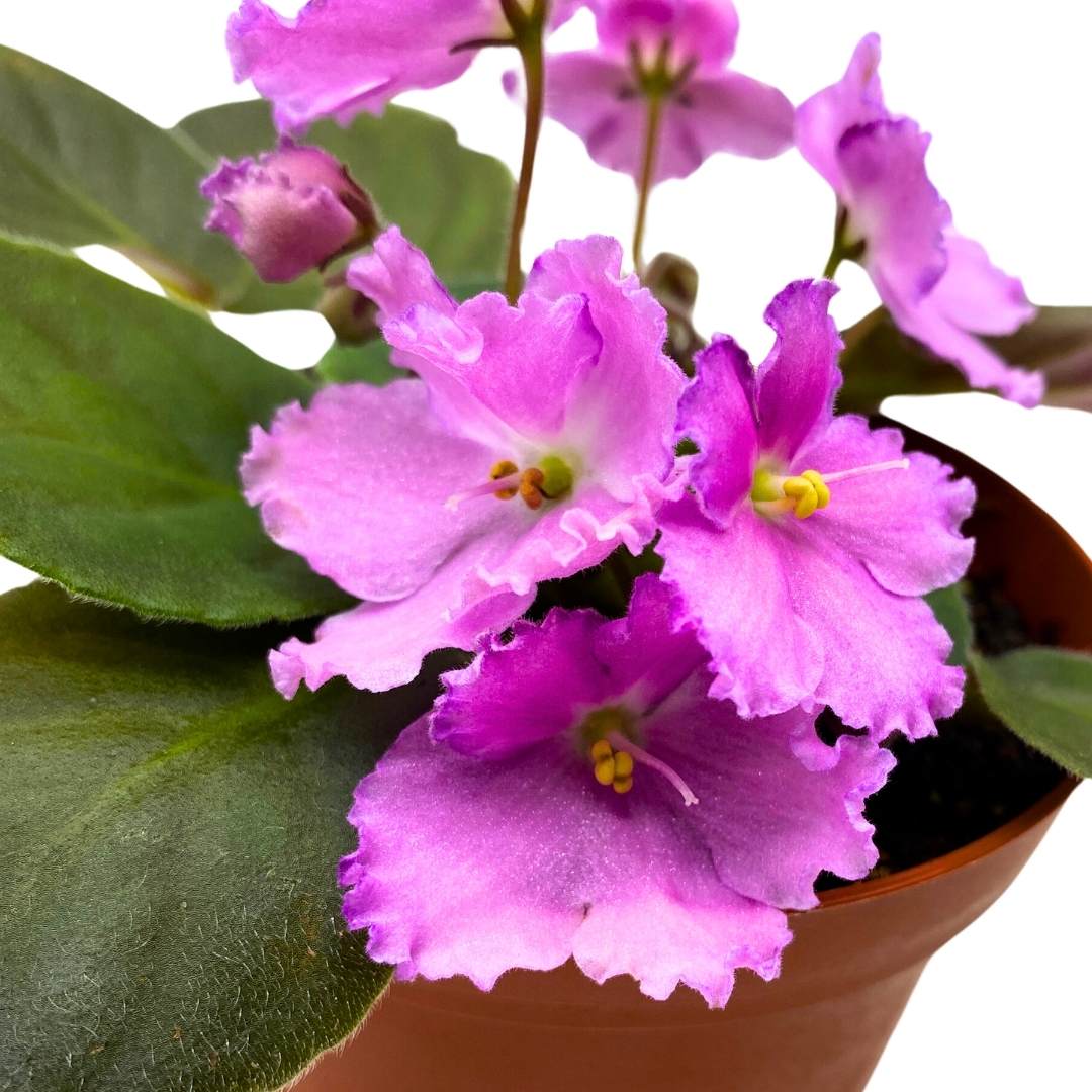 African Violet Heaven's-A-Calling, 4 inch White Flower Saintpaulia Gesneriads