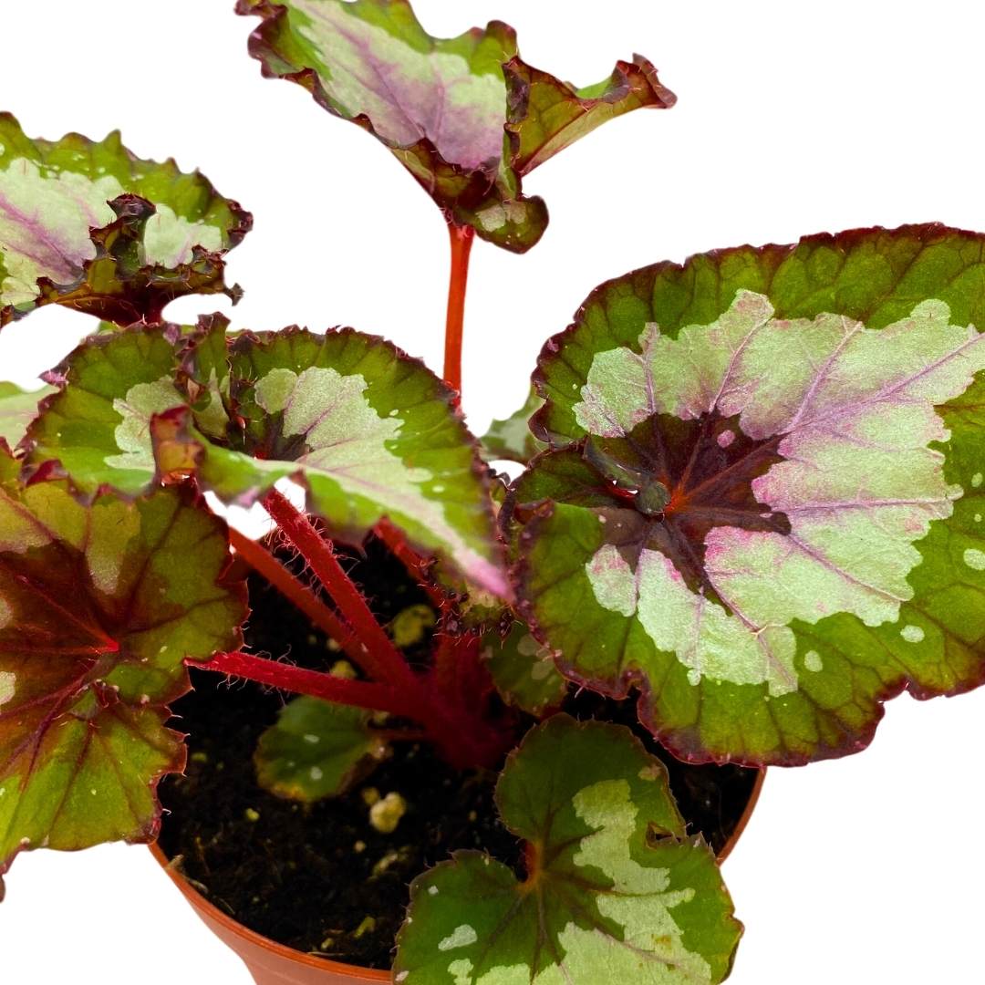 Begonia Rex Harmony's Green Phantom 4 inch