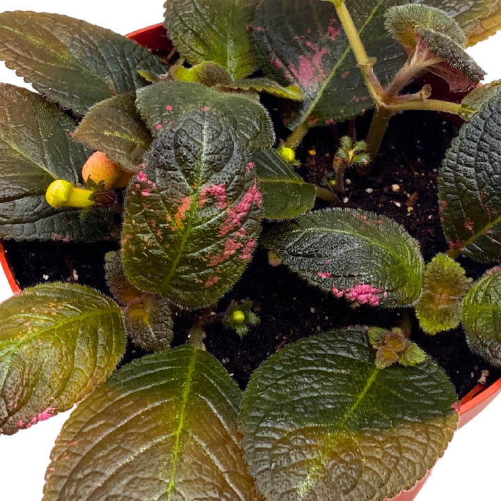 Episcia Spring's Symphony Flame Violet 6 inch