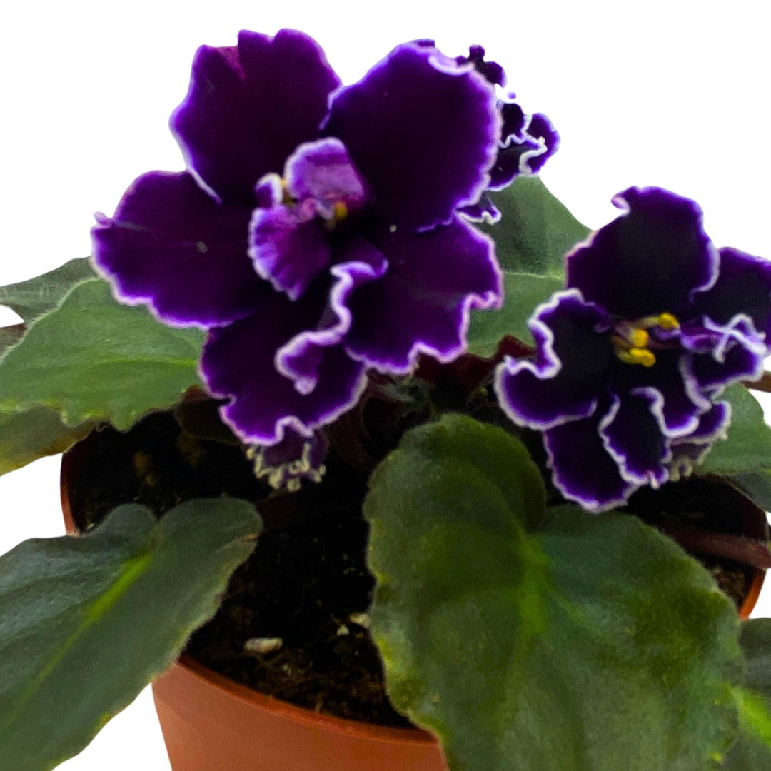 Edge of Darkness African Violet Saintpaulia 4 inch