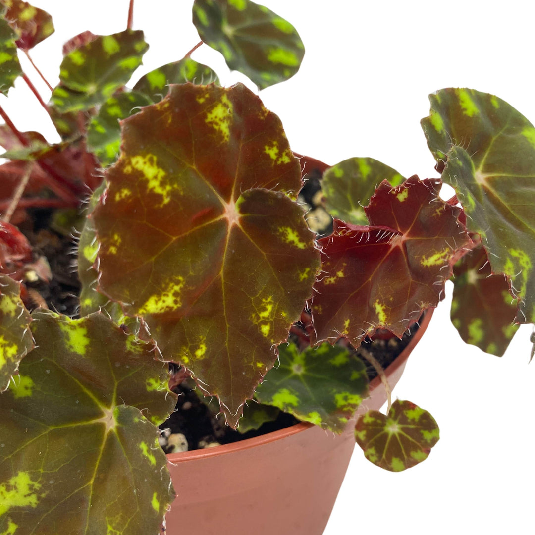 Begonia Kit Kat 6 inch Rhizomatous