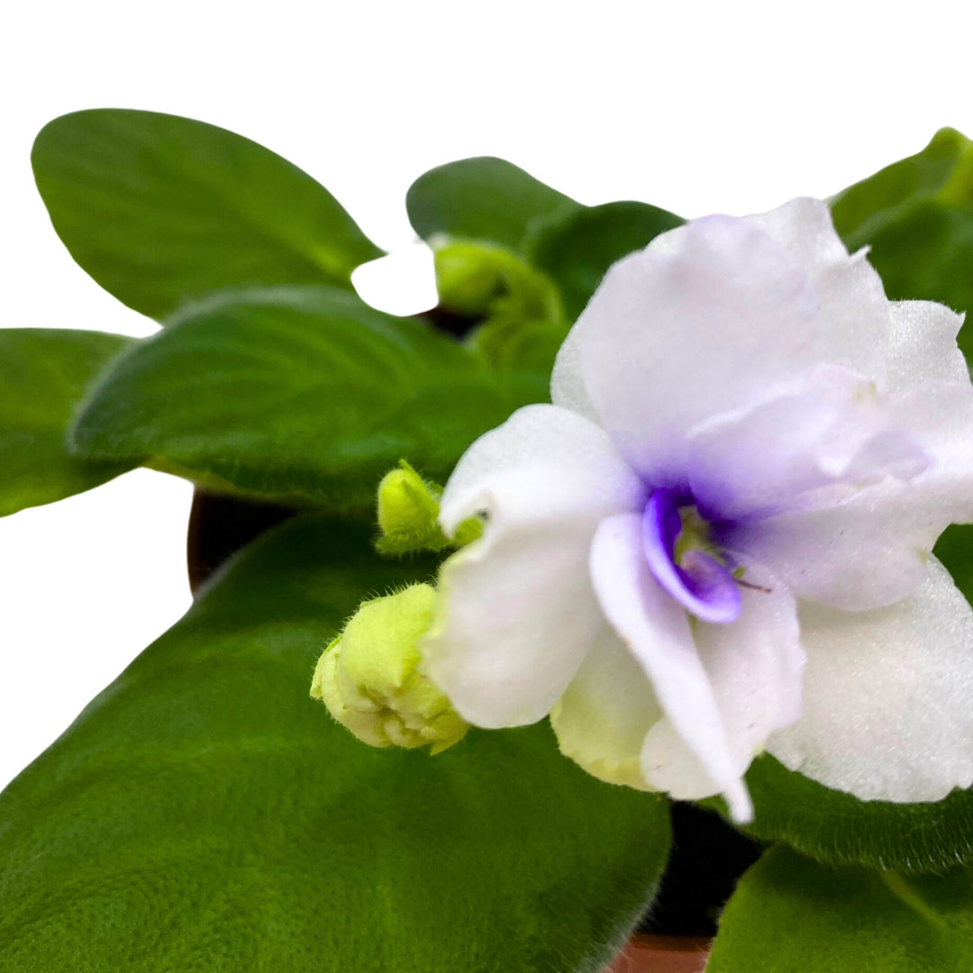 Cheyenne African Violet Saintpaulia 4 inch