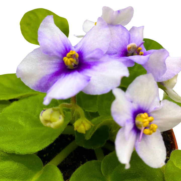 Smokey Echoes African Violet Saintpaulia 4 inch