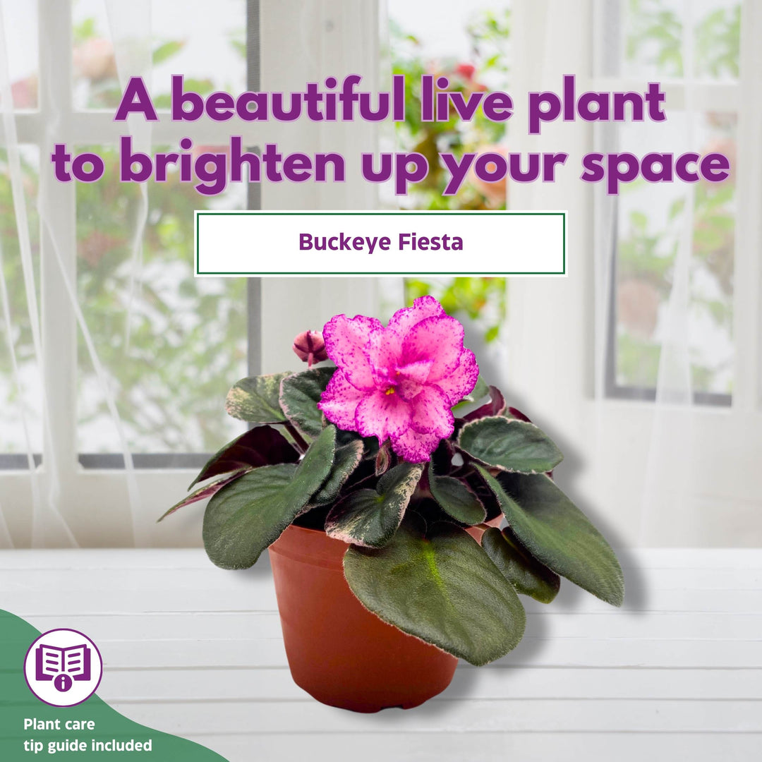 Buckeye Fiesta Variegated African Viole Saintpaulia 4 inch Harmony