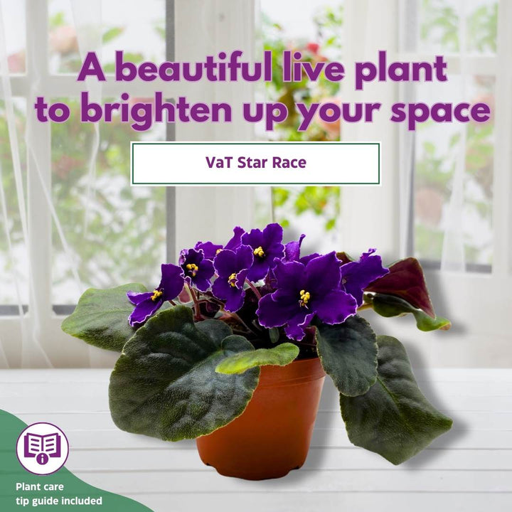 African Violet VaT Star Race 4 inch