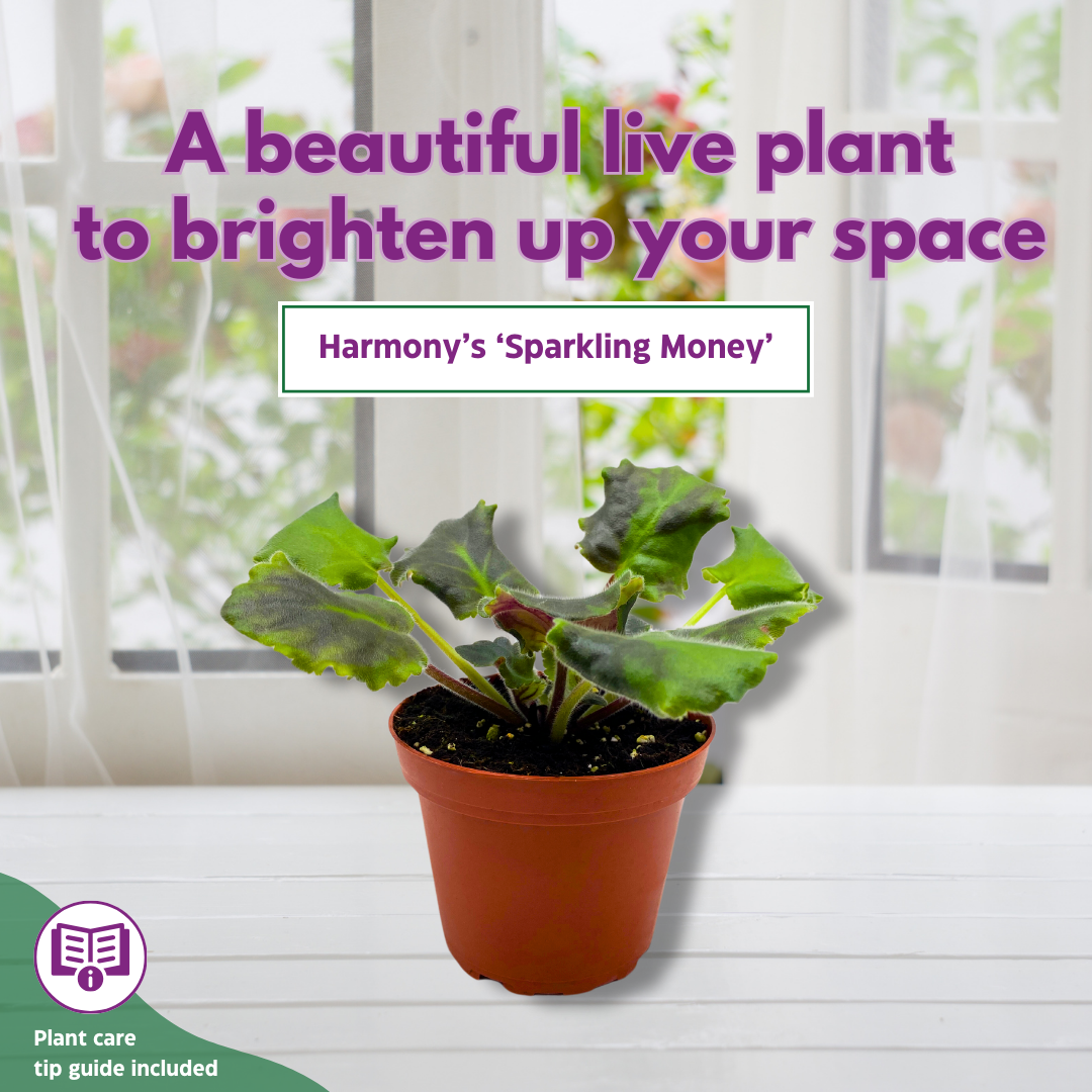 violet money plant African Violet Sparkling Money 4 inch Pink White Flower – Harmony Foliage