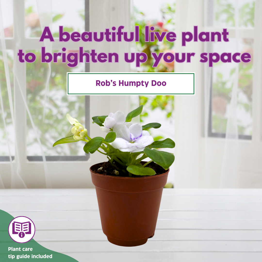 Mini African Violet Rob's Humpty Doo 2 inch White Flower