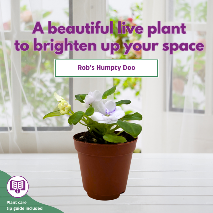 Mini African Violet Rob's Humpty Doo 2 inch White Flower