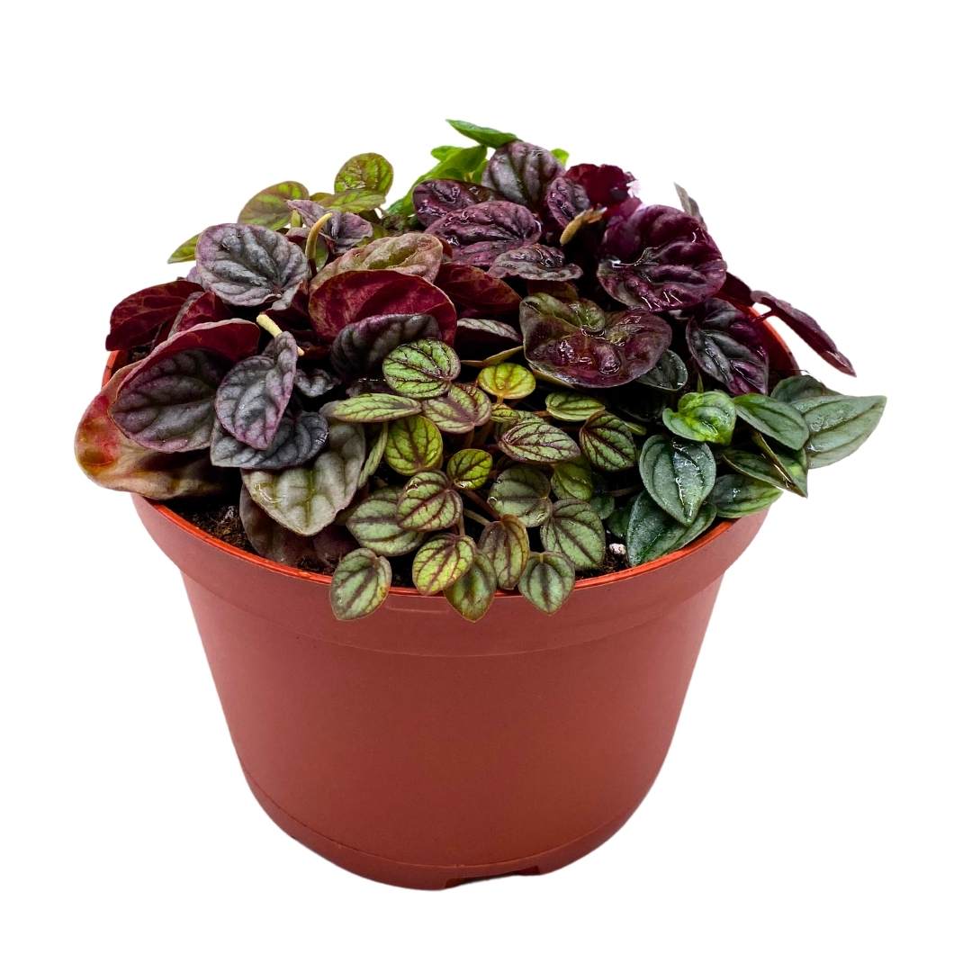 Peperomia Arrangement in a 6 inch pot Growers Choice Colorful Ripple Peps