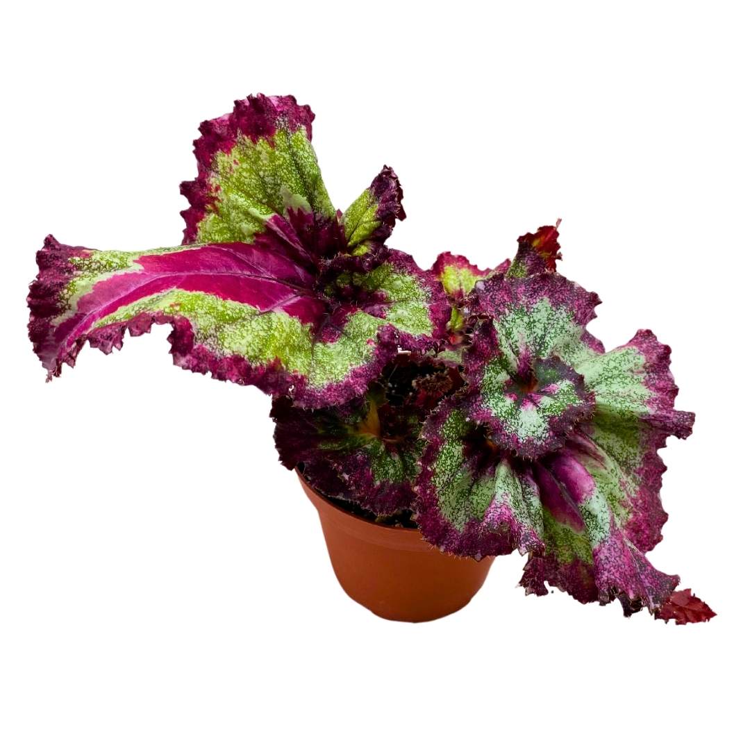 Begonia Rex Harmony's Jaded Heart 4 inch