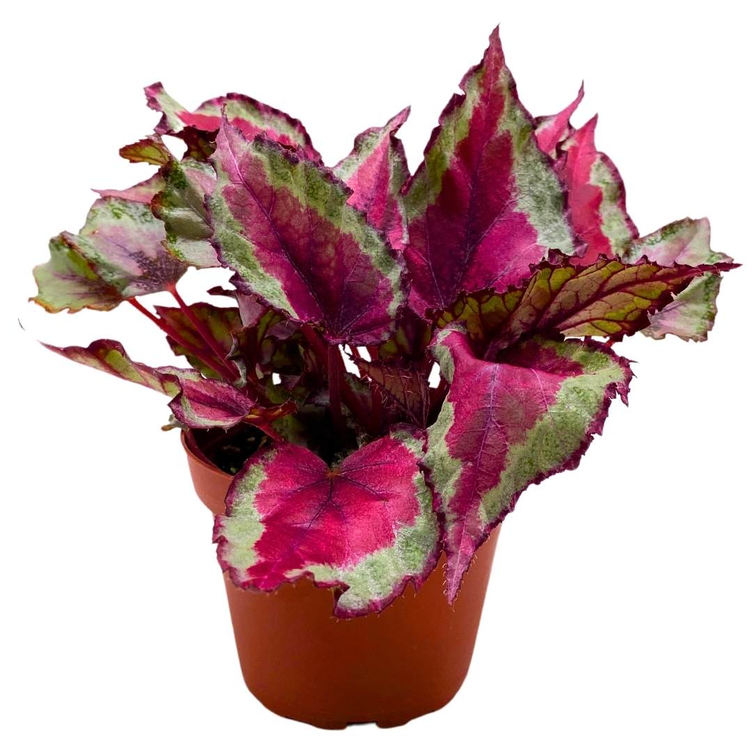 Begonia Rex Spitfire in a 4 inch Pot Pink and Gray
