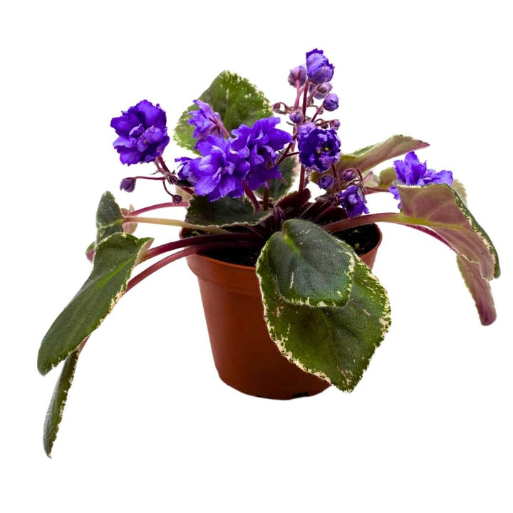 African Violet Wrangler's Swinging Blues 4 inch