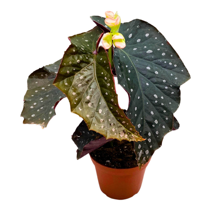 Harmony's Viper Angel Wing Cane Begonia 4 inch