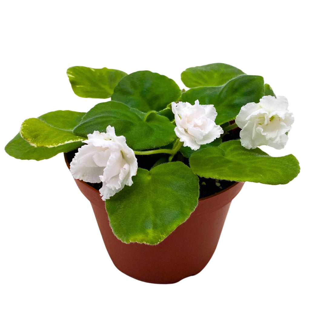 White Magic African Violet Saintpaulia 4 inch