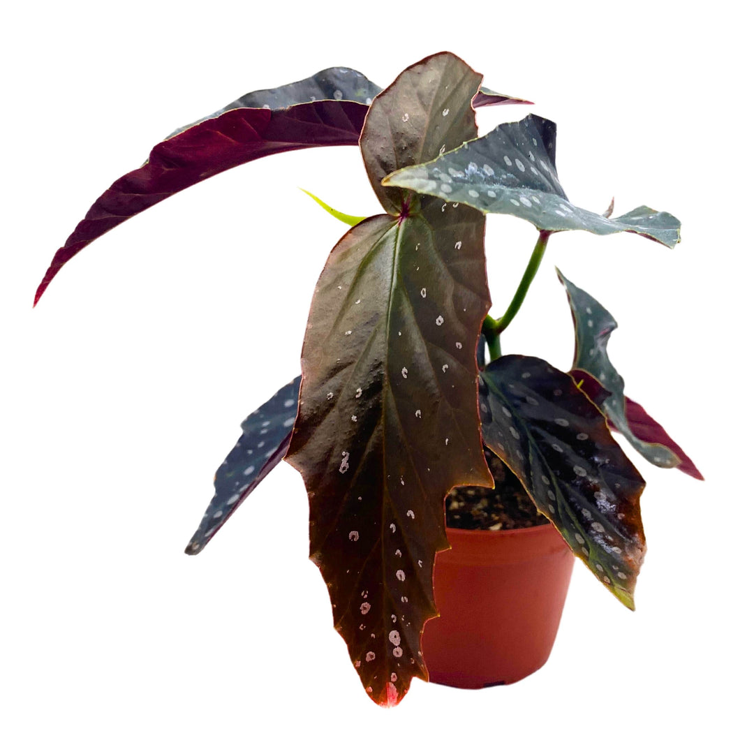 Harmony's Ninja Angel Wing Begonia 4 inch